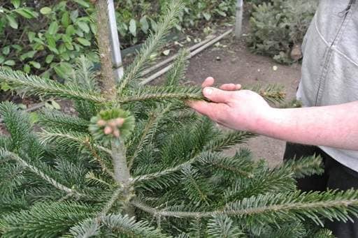 Running hand along Christmas tree
