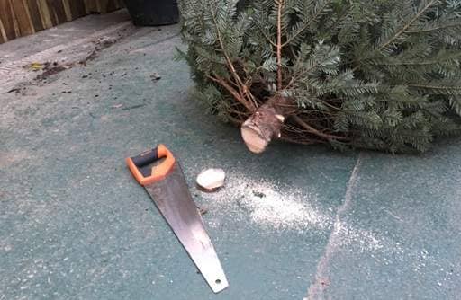 End sawn off end of Christmas tree