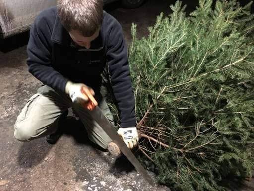 Sawing off inch from base of trunk