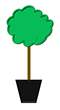 Buy Standard Trees Online at Jacksons Nurseries