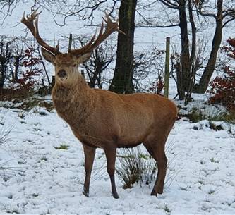 Stag in winter