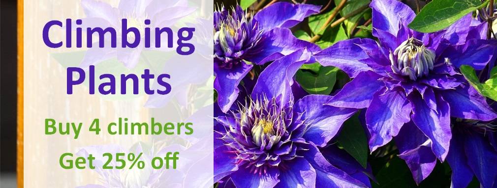 Climbing Plants buy 4 get 25pct off offer