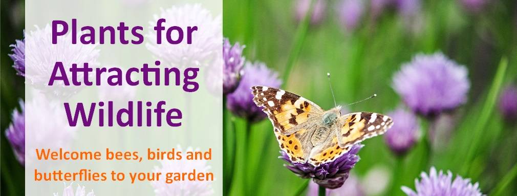 Plants for Attracting Wildlife