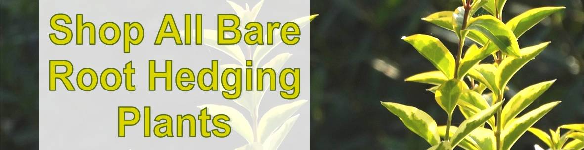 Shop All Bare Root Hedging Plants banner