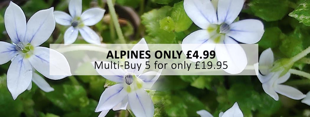 Buy Alpines