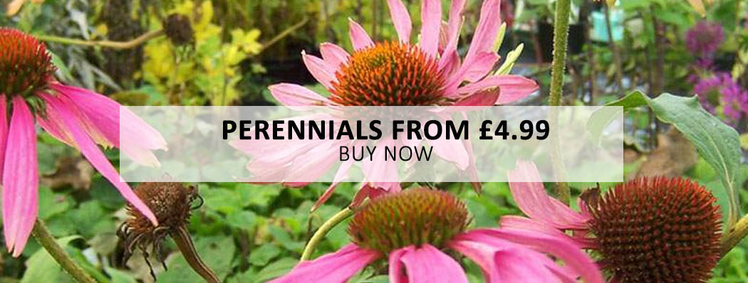 Buy Perennials