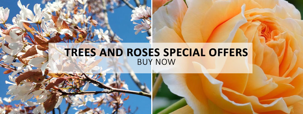 Trees and Roses Special Offers