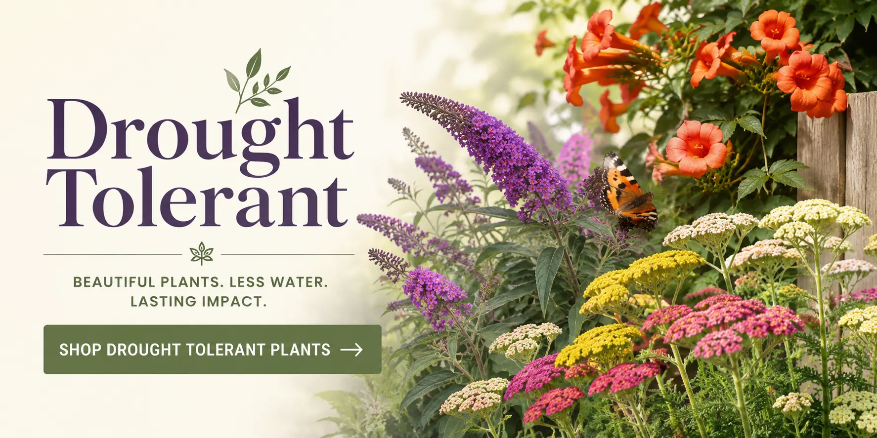Drought Tolerant Plants
