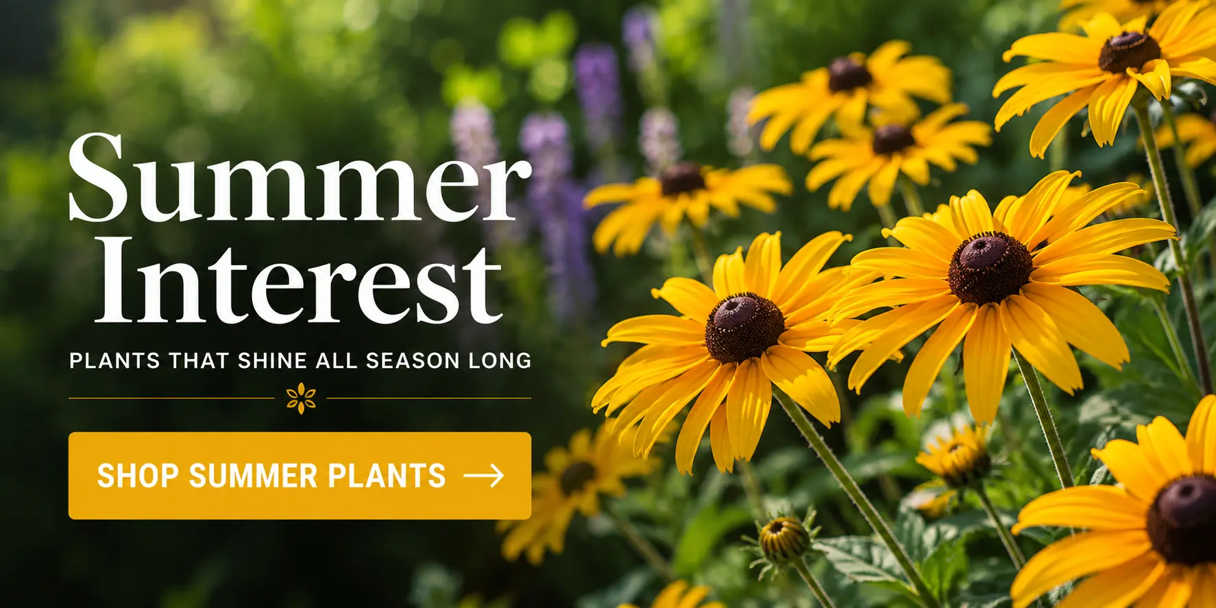 Summer interest plants
