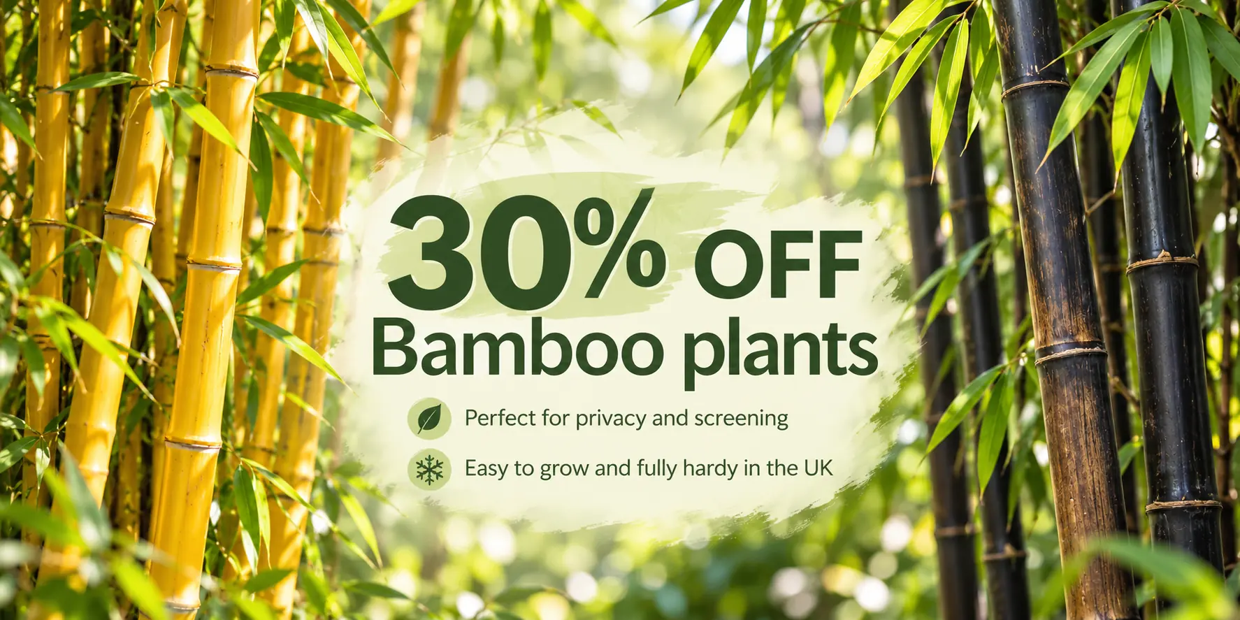 30pct off Bamboo plants website banner