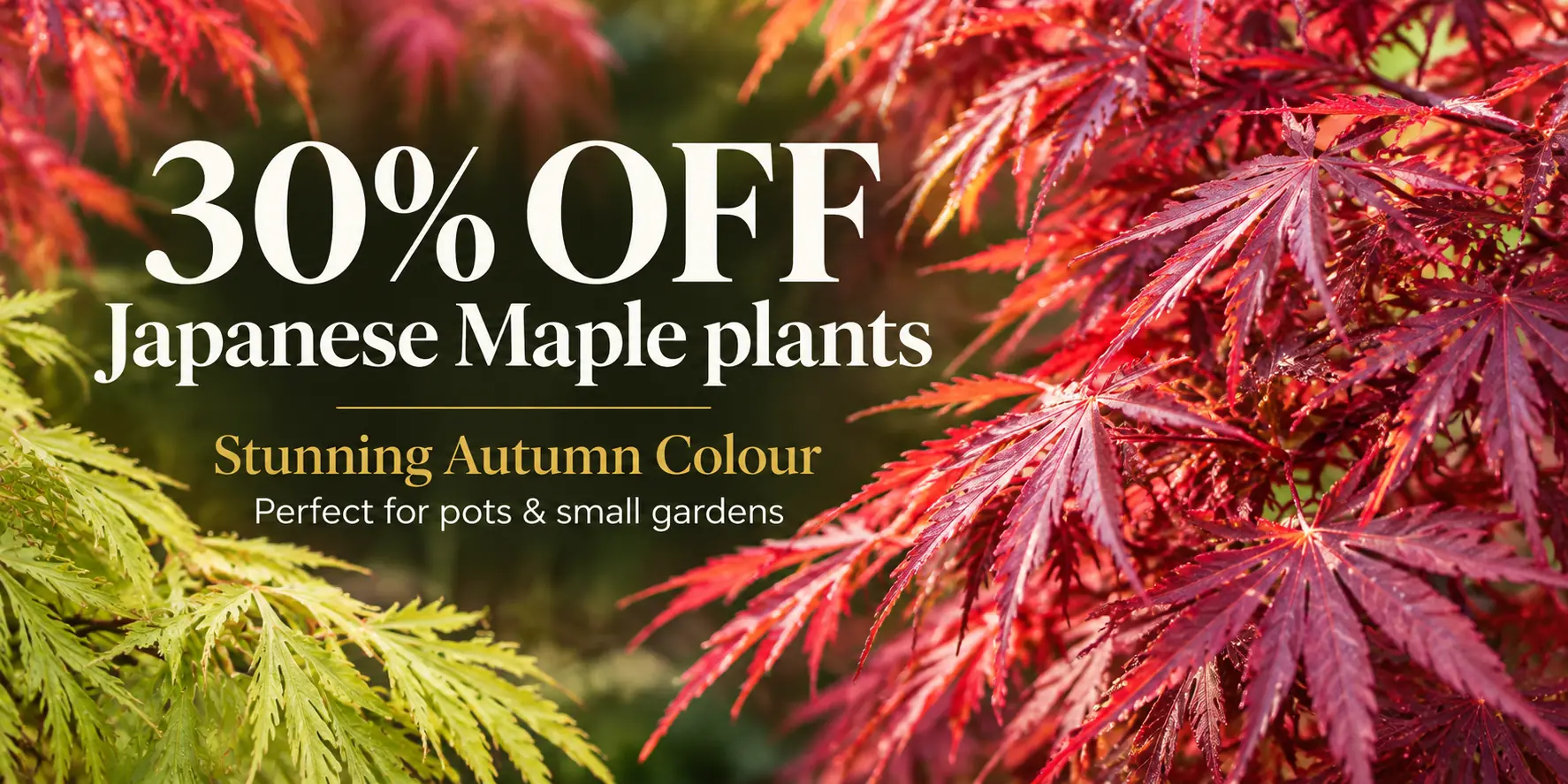 Japanese Maple 30pct off Homepage Banner