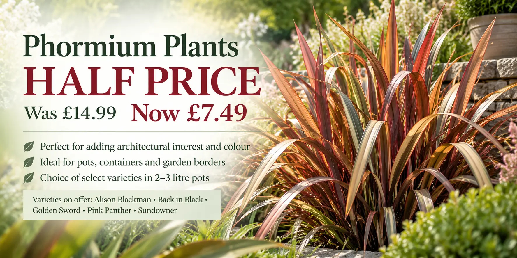 Half Price Phormium Plants