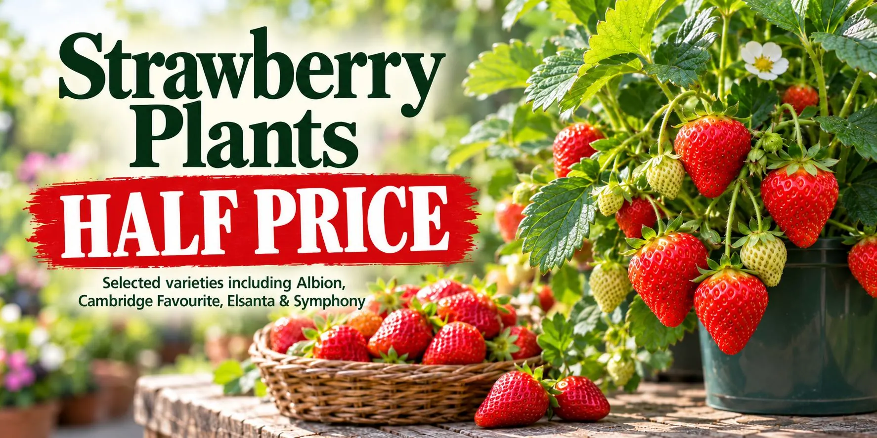 Strawberry Plants Half Price Website Banner