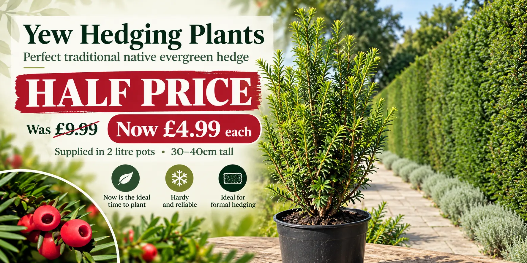 Yew Hedging Half Price Offer Homepage Banner