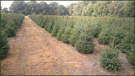 Christmas trees in field