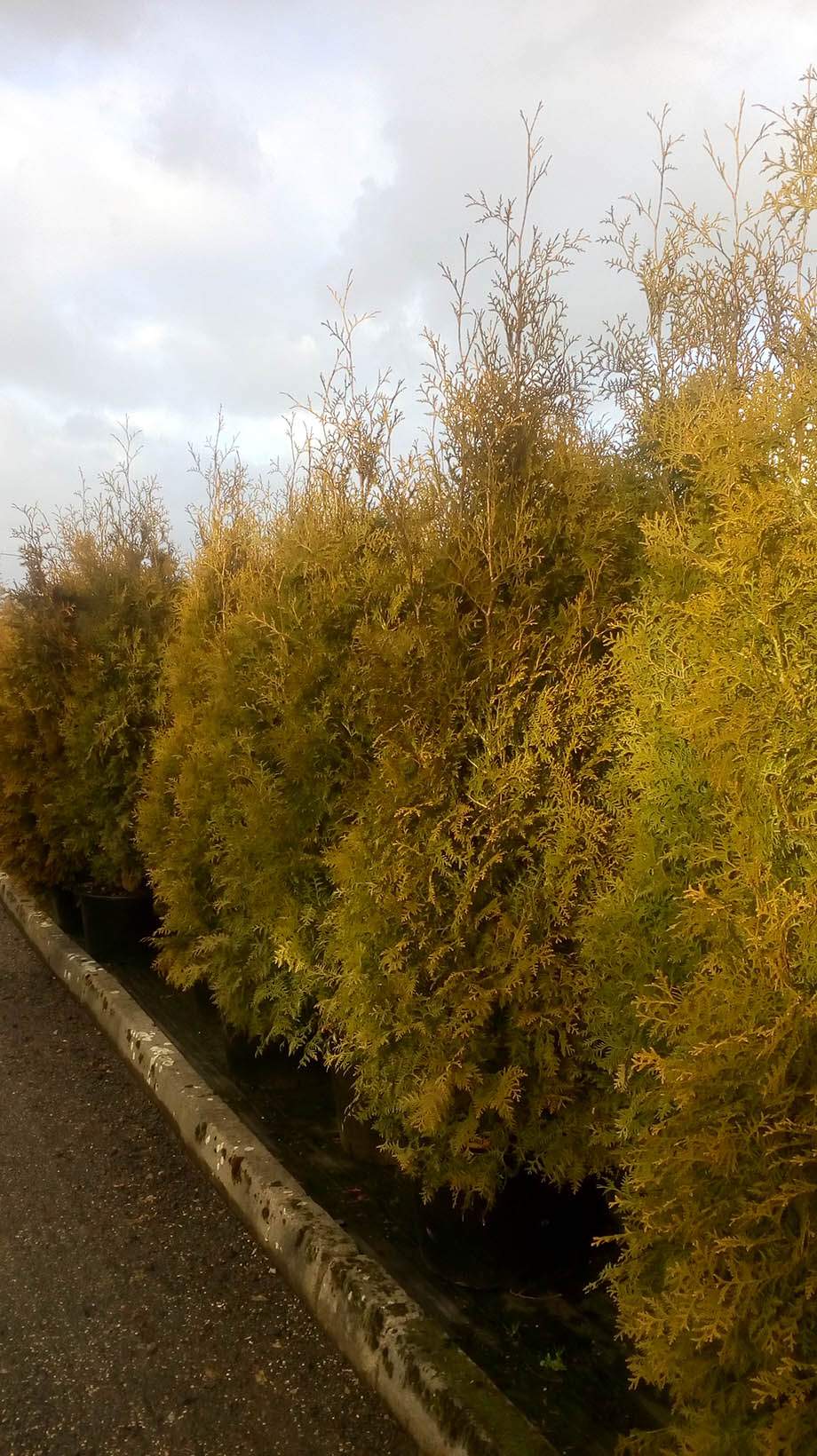 Specimen Conifers Specimen Conifers