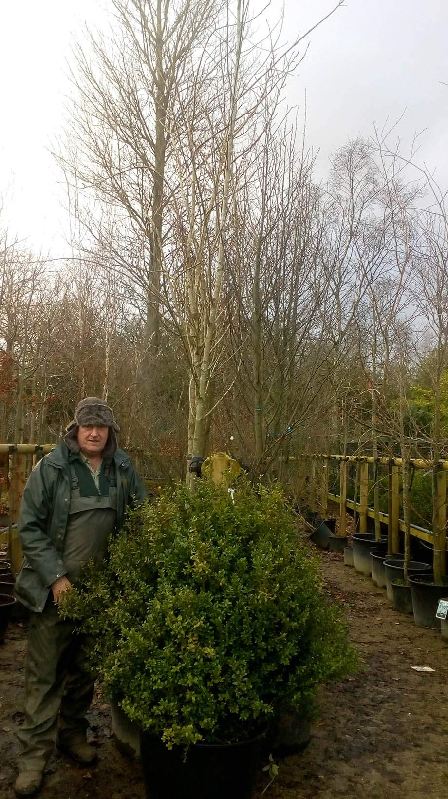 Specimen Conifers Specimen Conifers