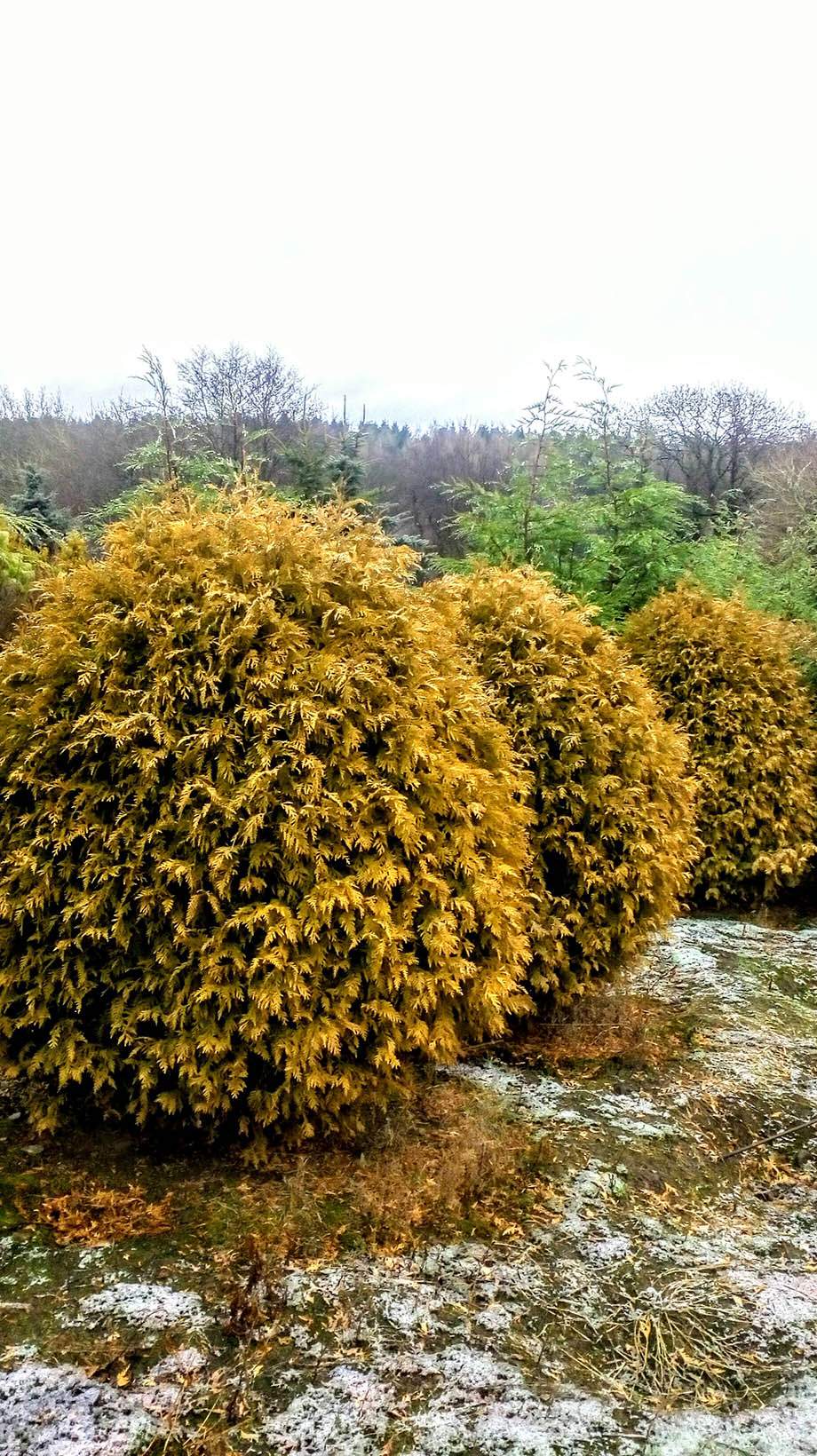 Specimen Conifers Specimen Conifers