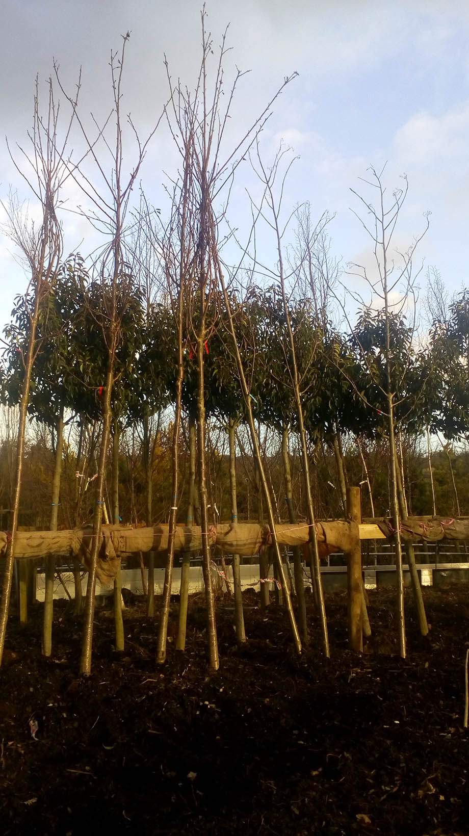 Specimen Trees Specimen Trees