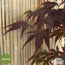 Buy Acer palmatum Fireglow online from Jacksons Nurseries