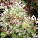 Buy Acer palmatum Ukigumo online from Jacksons Nurseries