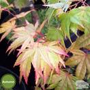Buy Acer palmatum Wilson's Pink Dwarf (Japanese Maple) online from Jacksons Nurseries