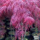 Buy Acer palmatum dissectum Garnet (Japanese Maple) online from Jacksons Nurseries
