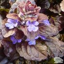 Ajuga Black Scallop 7