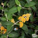 Buy Buddleja x weyeriana Sungold (Butterfly Bush (Buddleja)) online from Jacksons Nurseries