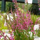 Buy Calluna vulgaris Amethyst (Scots Heather) online from Jacksons Nurseries