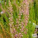 Buy Calluna vulgaris Anette (Scots Heather) online from Jacksons Nurseries