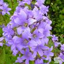 Buy Campanula lactiflora Pritchards Variety (Milky Bellflower) online from Jacksons Nurseries