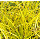 Buy Carex elata Aurea online from Jacksons Nurseries