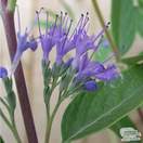 Buy Caryopteris x clandonensis Heavenly Blue (Bluebeard Lilac) online from Jacksons Nurseries