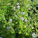 Buy Ceanothus Autumnal Blue online from Jacksons Nurseries