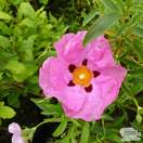 Buy Cistus x purpureus (Orchid Rock Rose) online from Jacksons Nurseries