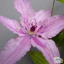 Buy Clematis Nelly Moser online from Jacksons Nurseries