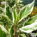 Buy Cornus alba Elegantissima (Red-barked Dogwood) online from Jacksons Nurseries