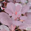 Buy Cotinus coggygria Royal Purple (Smoke Bush) online from Jacksons Nurseries