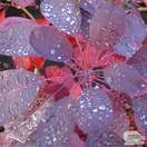 Buy Cotinus coggygria Royal Purple (Smoke Bush) online from Jacksons Nurseries