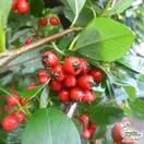 Buy Cotoneaster Hybridus Pendulus (Cotoneaster) online from Jacksons Nurseries