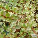 Buy Cotoneaster atropurpureus Variegatus (Cotoneaster) online from Jacksons Nurseries