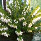 Buy Erica x darleyensis f. albiflora White Perfection (Heather) online from Jacksons Nurseries