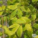 Buy Euonymus alatus (Evergreen Bittersweet) online from Jacksons Nurseries