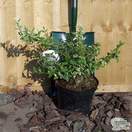 Buy Euonymus fortunei Harlequin (Evergreen Bittersweet) online from Jacksons Nurseries