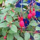 Buy Fuchsia Mrs Popple (Fuchsia) online from Jacksons Nurseries