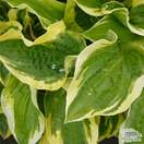Buy Hosta Wide Brim (Plantain Lily) online from Jacksons Nurseries