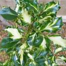 Buy Ilex aquifolium Silver Milkmaid (Holly) online from Jacksons Nurseries