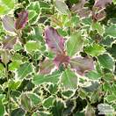 Buy Ilex aquifolium Silver Queen (Variegated Male Holly) online from Jacksons Nurseries