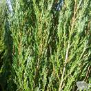 Buy Juniperus scopulorum Blue Arrow online from Jacksons Nurseries